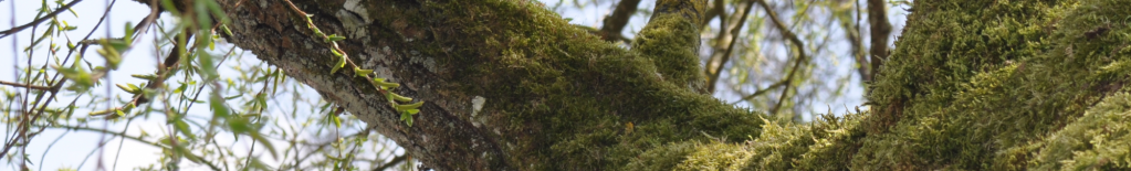 Baum